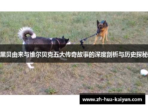 黑贝由来与维尔贝克五大传奇故事的深度剖析与历史探秘 黑贝由来与维尔贝克五大传奇故事的深度剖析与历史探秘